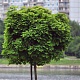 Собянин: Осенью в Москве высадят около 400 тысяч деревьев и кустарников