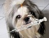 На Лодочной 27 января откроется пункт бесплатной вакцинации домашних животных от бешенства